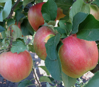 Яблуня Чемпіон