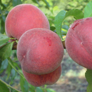 Персик Даймон Принцес