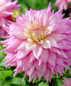 Жоржина Sir Alf Ramsey