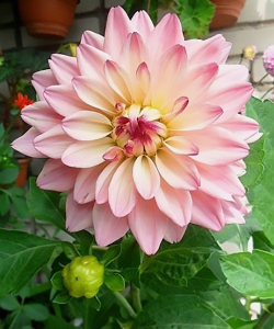 Жоржина Gallery Salvador