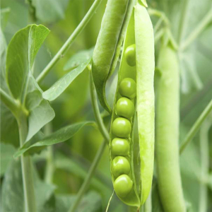 Горох Дамир 1 кг, Україна