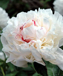 Півонія Bowle de Neige