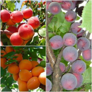 Абрикос дерево сад (Петропавловский + Цунами + Алыча колоновидная)