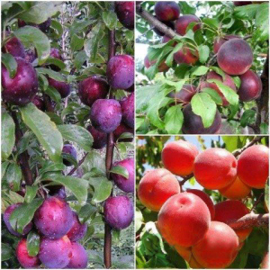 Абрикос дерево сад (Цунами + Шлор Циран + Алыча колоновидная)