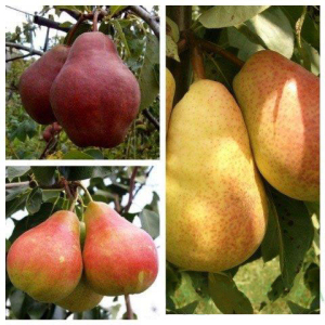 Груша дерево сад (Мария + Киргизская зимняя + Любимица Клаппа)