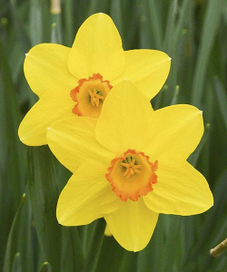 Нарцис Пінза (Pinza)