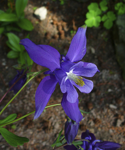 Аквілегія Alpina