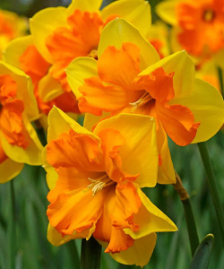 Нарцисс Конгрес (Congress)