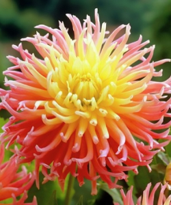 Жоржина Apricot Star