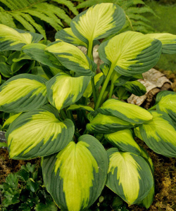 Хоста Captain Kirk