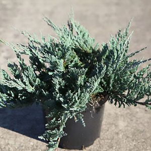 Ялівець козацький Блю Дануб (С2)