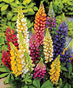 Люпин Minarette Mix