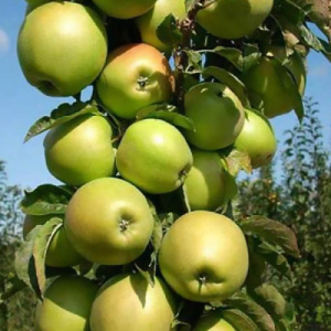 Яблуня колоновидна Білосніжка