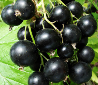 Смородина чорна Сокровіще