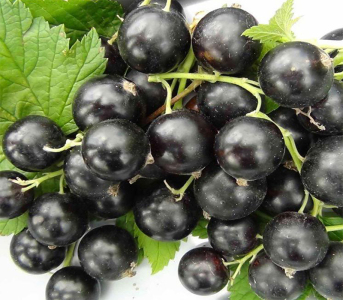 Смородина чорна Краса Львова