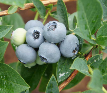 Голубика (черника садовая) Река, 1 год