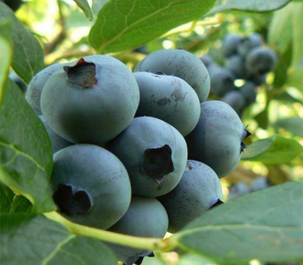 Голубика (черника садовая) Спартан, 1 год