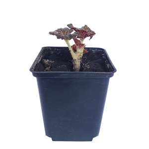 Бегония фимбриата розовая, Р9