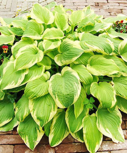 Хоста Delta Dawn