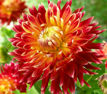 Жоржина Akita