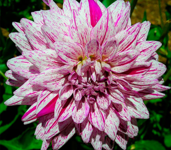 Жоржина Bristol Stripe