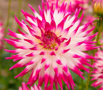 Жоржина Dutch Explosion