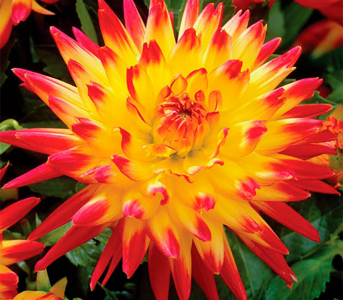 Жоржина Isadora