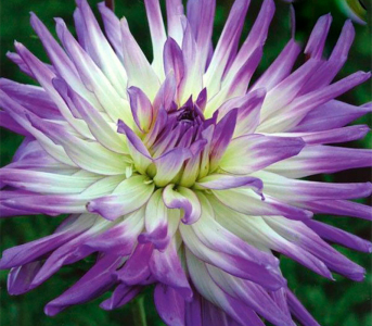 Жоржина Mingus Randy