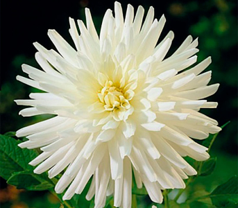 Жоржина Playa Blanca