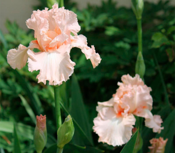 Ірис Coming Up Roses