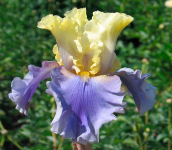 Ірис Edith Woolford