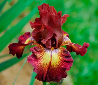 Ірис Figure Heard