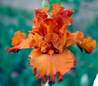 Ірис Golden Panther