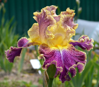 Ірис Hight Master