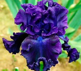 Ірис Hollywood Night