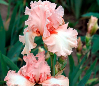 Ірис Kentuky Wooman