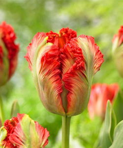 Тюльпан Экзотик Перрот (Exotic Parrot), 2 шт