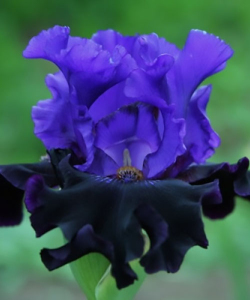 Ірис Грозова Ніч