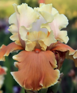 Ірис English Charm