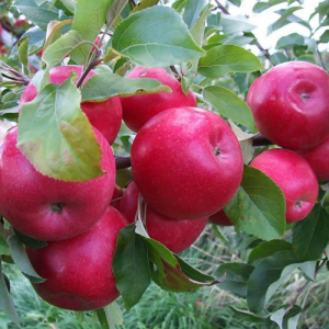 Яблуня Айдаред