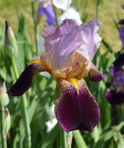 Ирис Ambassadeur