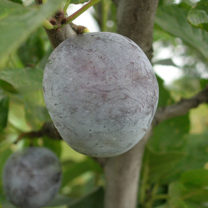 Слива Ренклод Київський