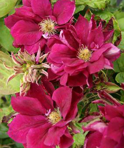 Клематис Red Star