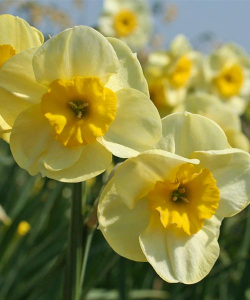 Нарцис Сан Діск (Sun Disc)