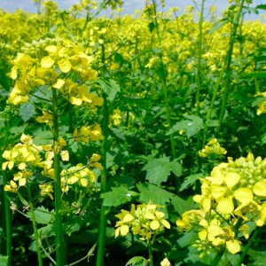 Горчица белая семена Украина, 25 кг