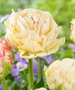 Тюльпан Piste, 2 шт