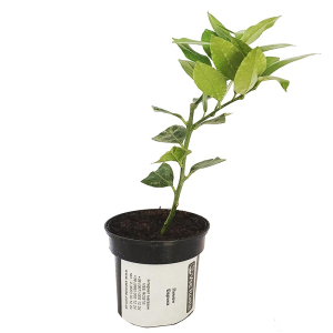 Лимон Еврика