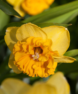 Нарцис Мірар (Mirar)