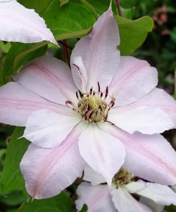 Клематис Matka Siedliska