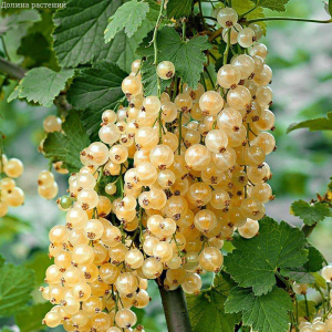 Смородина белая Десертная